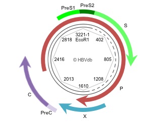 HBV genome circular organisation